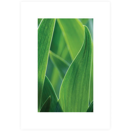 Zestaw plakatów Forest Morning + zestaw ramek z litego drewna w kolorze czarnym