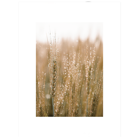 Komplet obrazów Nature w ramie