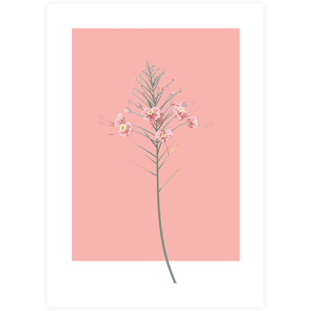 Zestaw plakatów Rose Quartz + zestaw ramek z litego drewna w kolorze białym