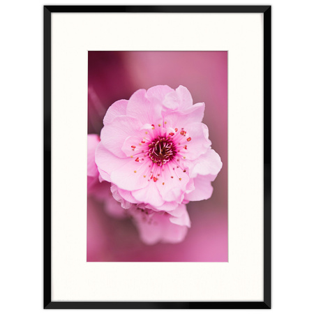 Ramka czarna HEN PASS 2 z passe-partout – rozmiar 60x80 cm (okienko 40x60 cm)