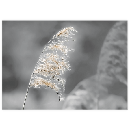 Zestaw plakatów by Anetta Piechowska-Subtle Dance at Dawn w srebrnych ramkach z litego drewna