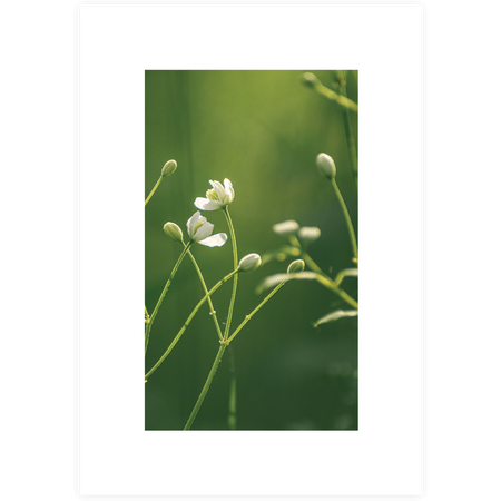 Zestaw plakatów Forest Morning + zestaw ramek z litego drewna w kolorze czarnym